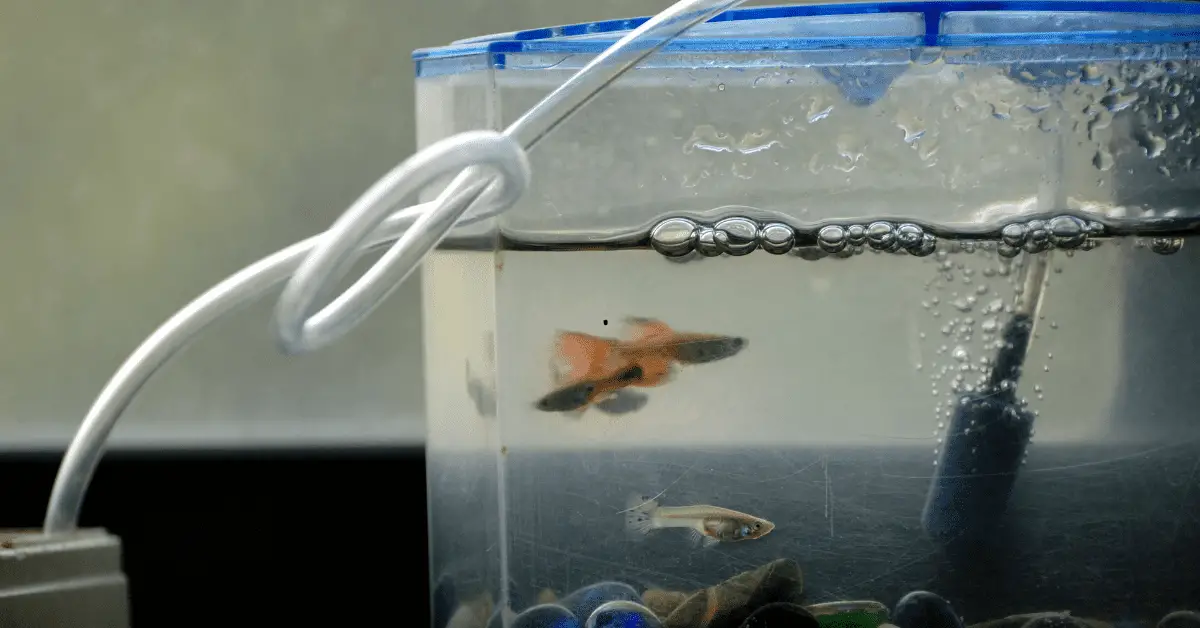 How Long Do Fishes Survive in Tap Water? Air & Water Expert